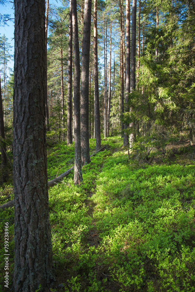 Obraz premium trees in the forest