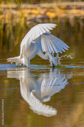 A Little Egret is captured at the moment it strikes the lagoon's surface, water droplets suspended around its splendidly spread wings photo