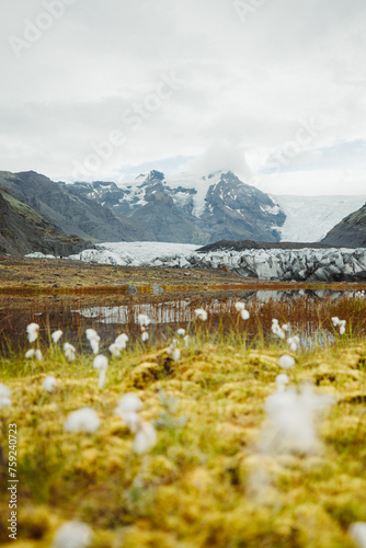 Serene Glacial Landscape with Flora in Iceland