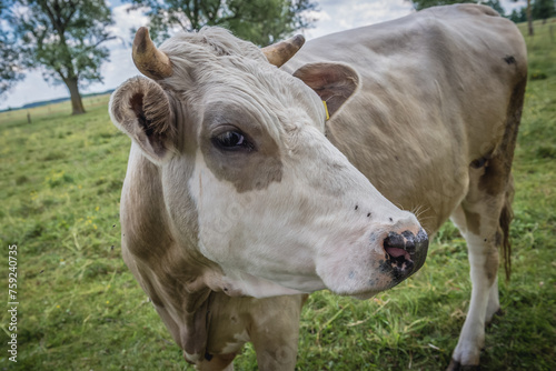 Cow on a meadow in Masovia region of Poland © Fotokon