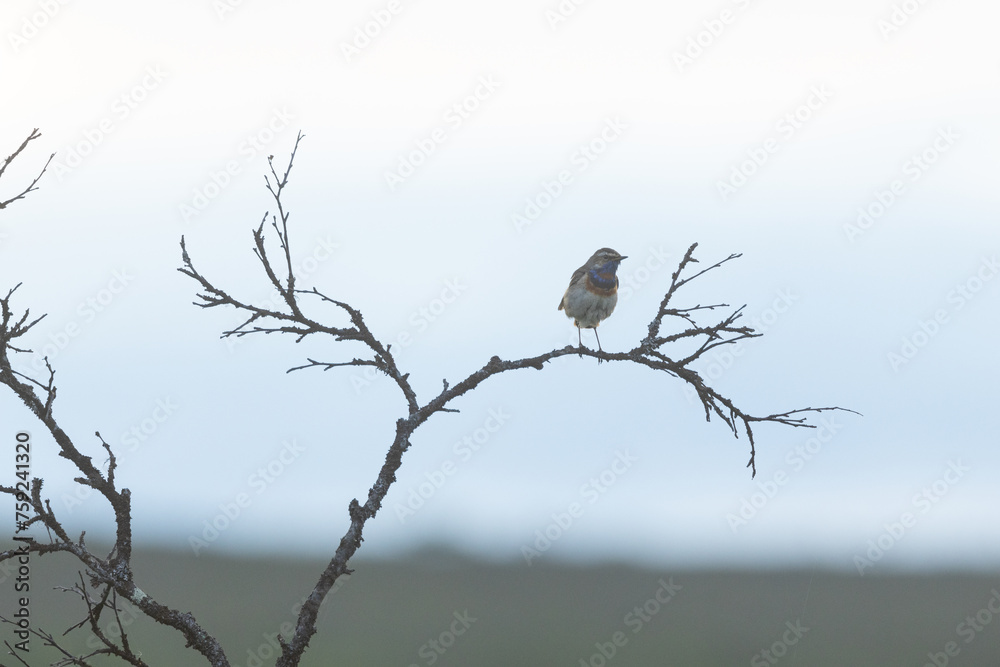 Bluethroat perched on a branch on a cloudy evening on a summer day in Urho Kekkonen National Park, Northern Finland Bluethroat perched on a branch on a cloudy evening on a summer day in Urho Kekkonen National Park, Northern Finland