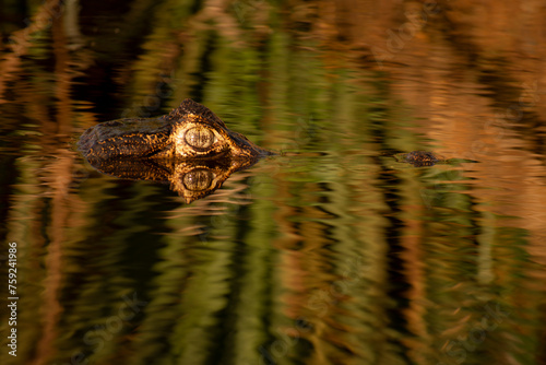 eye of caiman, yacare, yacaré, Caiman yacare in the water with simmetrical reflection. Alligator