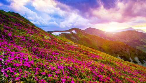 blooming pink rhododendron flowers, amazing panoramic nature scenery, Europe 