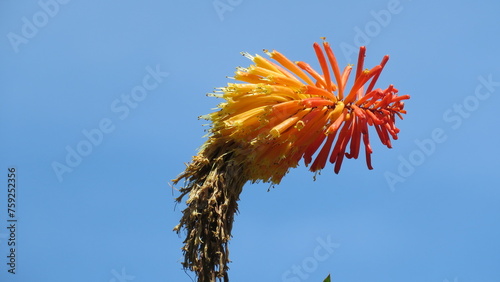 red flowers tocha lily Kniphofia uvaria green background garden plants photo