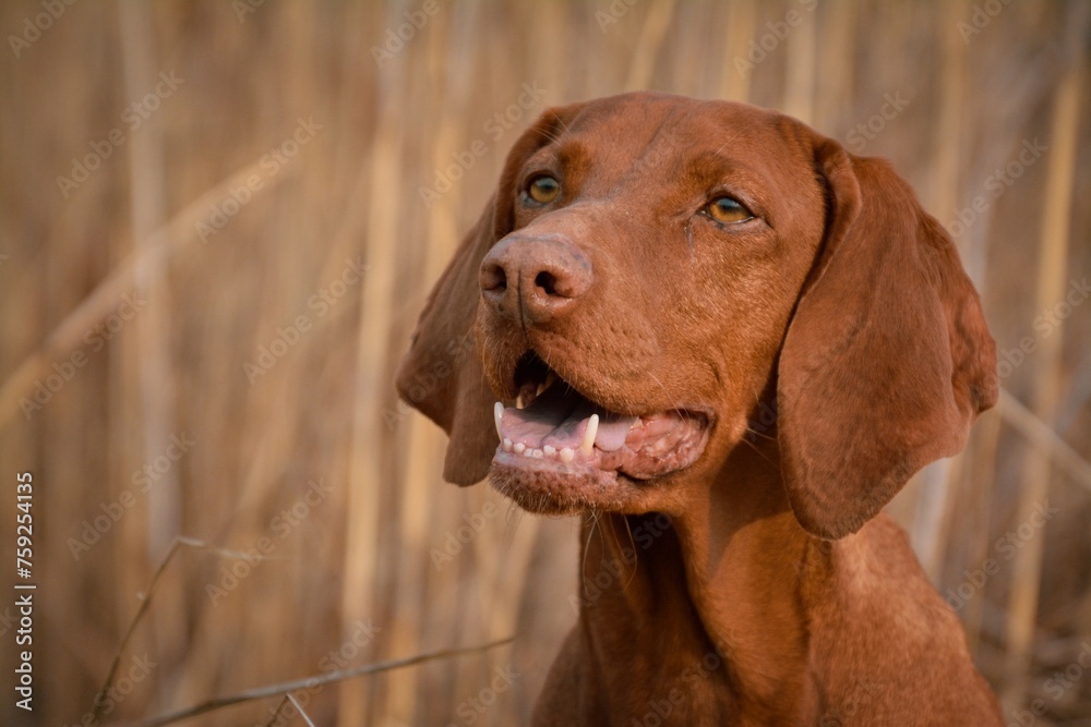 Portrait of a beautiful Hungarian Vizla 