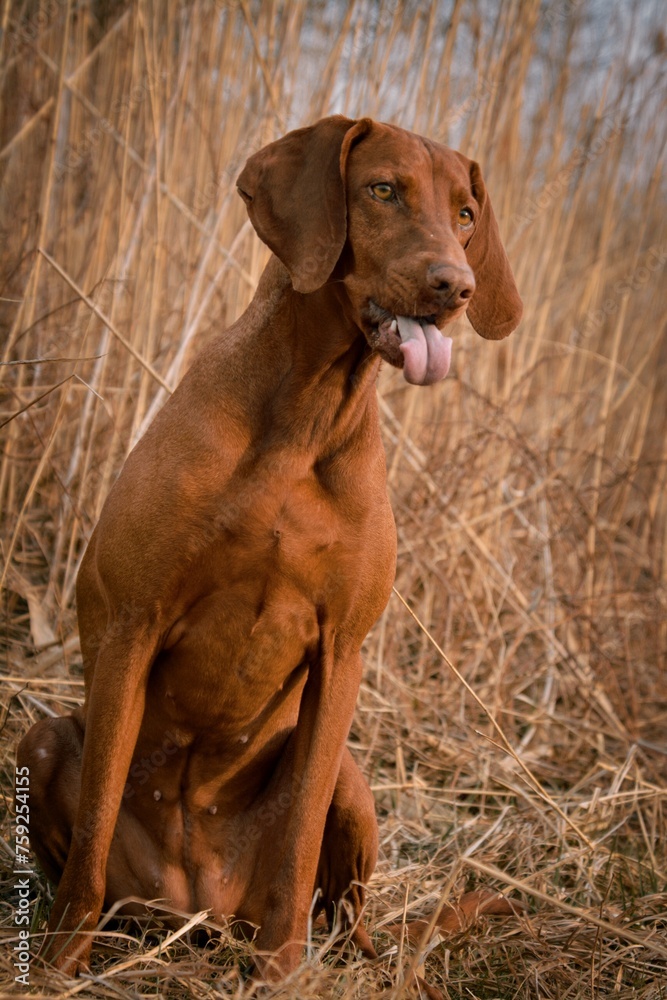 The Hungarian vizla sticks out its tongue The Hungarian vizla sticks out its tongue