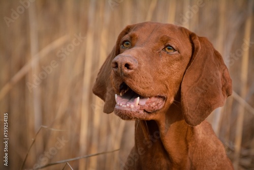 Portrait of a beautiful Hungarian Vizla 