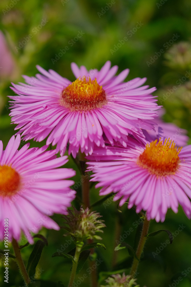 Close up of pink Aster flowers. Flower background Close up of pink Aster flowers. Flower background