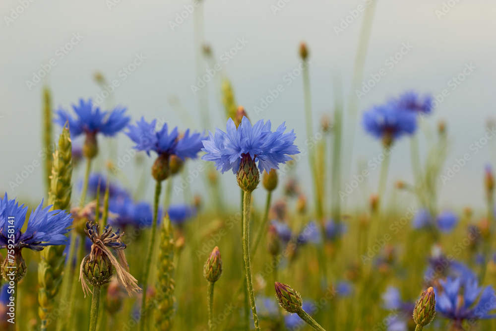 Beautiful wild flowers Cornflowers (Centaurea cyanus) in the field.
Beautiful wild flowers Cornflowers (Centaurea cyanus) in the field.