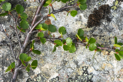 Dwarf birch with tiny leaves growing on a rock in Urho Kekkonen National Park, Northern Finland photo