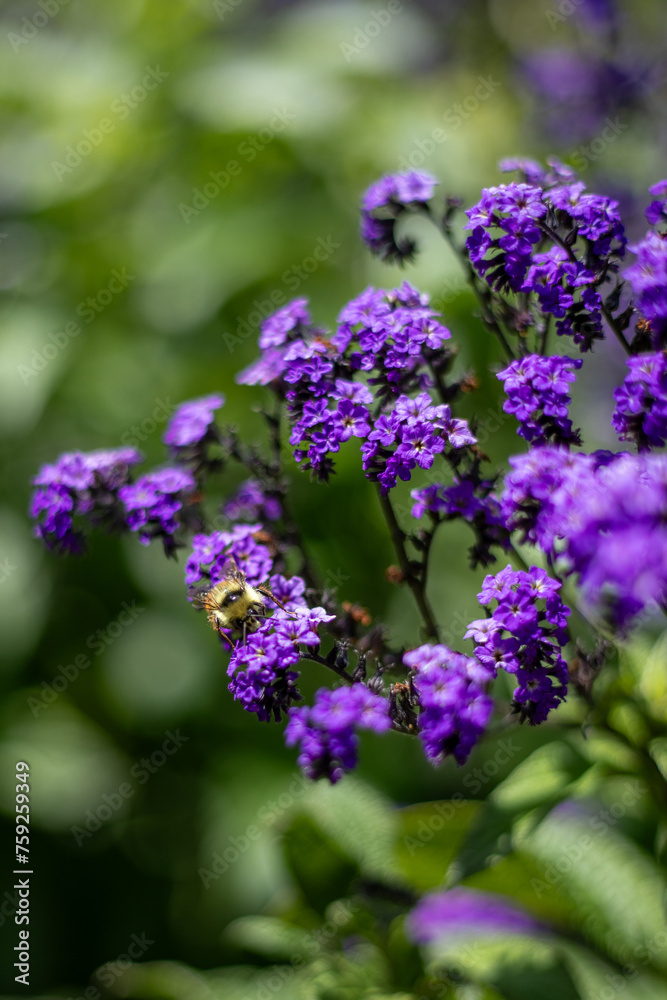 Heliotropium Arborescens with a Pollinating Bumble Bee Heliotropium Arborescens with a Pollinating Bumble Bee