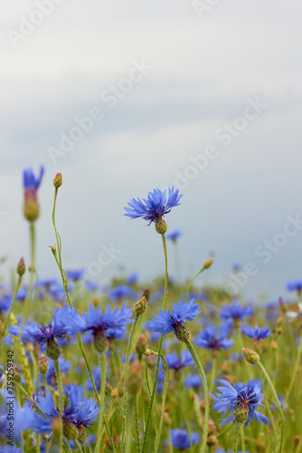 Beautiful wild flowers Cornflowers (Centaurea cyanus) in the field.
