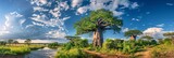 Baobab Tree, Africa Landscape, Madagascar Nature, Baobab Trees, Copy Space