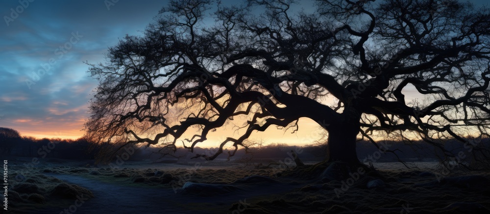 Leafless branches of an ancient oak tree under the twilight