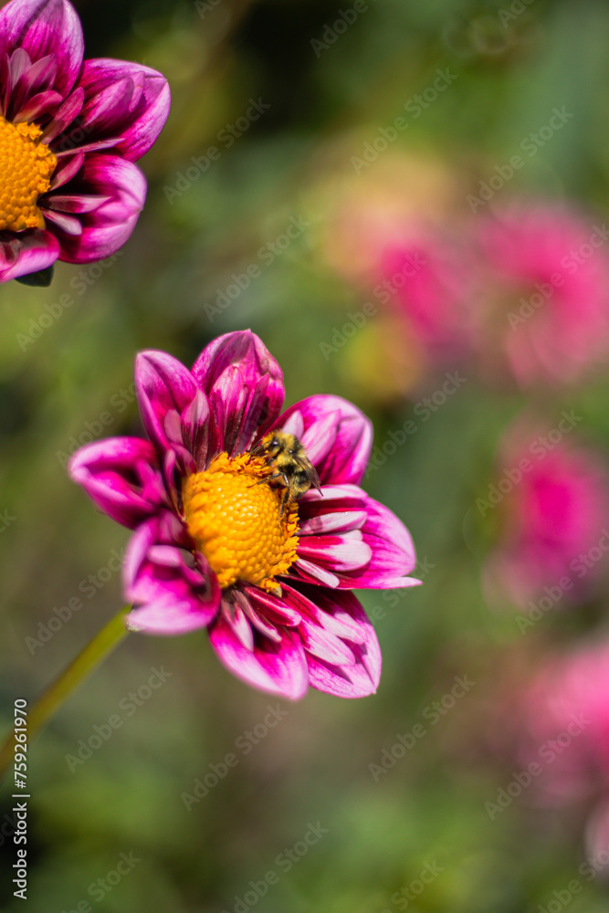 Pink Dahlia Flower with a Bee Gathering Pollen Pink Dahlia Flower with a Bee Gathering Pollen