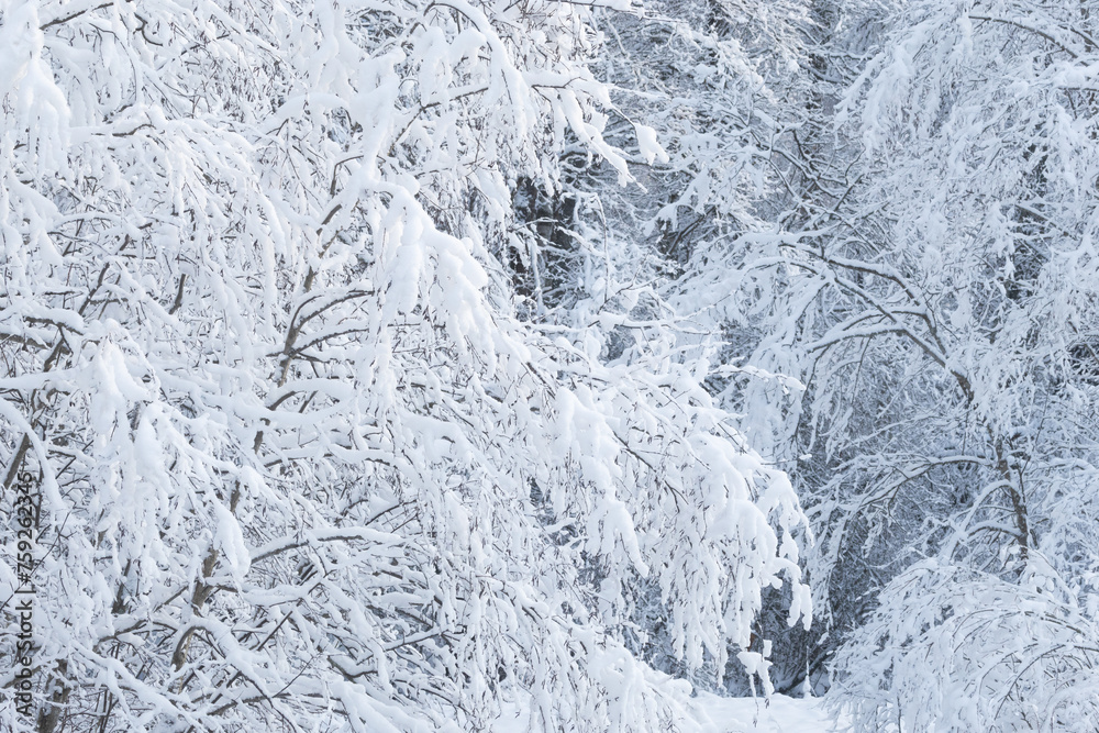 A snowy deciduous forest on a winter day in rural Estonia, Northern Europe A snowy deciduous forest on a winter day in rural Estonia, Northern Europe