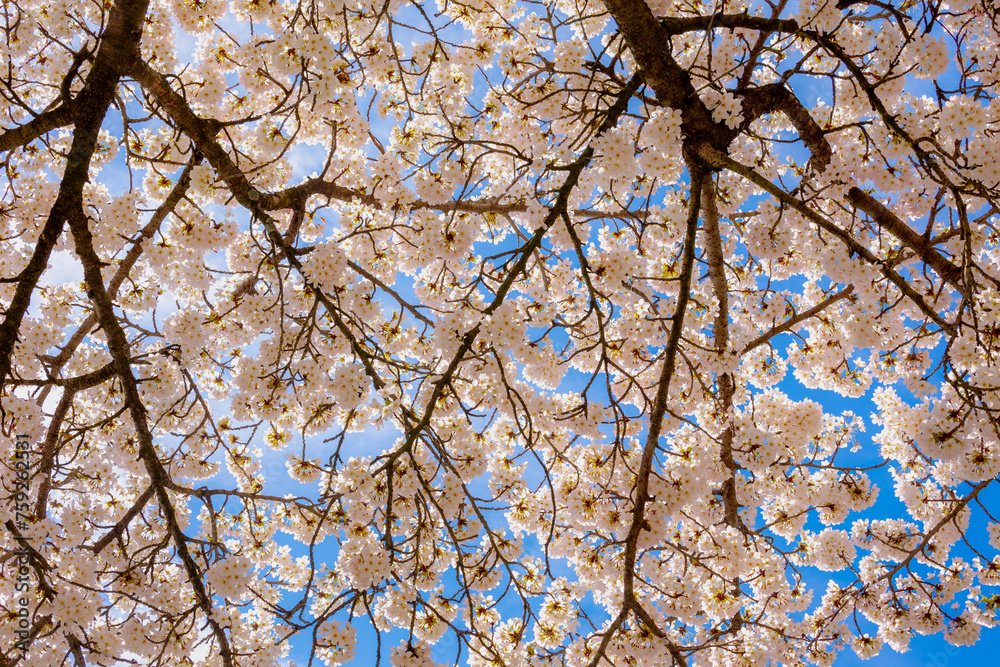 Selective focus a branches of white pink Cherry blossoms on the tree under blue sky, Beautiful Sakura flowers during spring, The flower of trees in Prunus subgenus Cerasus, Nature wallpaper background Selective focus a branches of white pink Cherry blossoms on the tree under blue sky, Beautiful Sakura flowers during spring, The flower of trees in Prunus subgenus Cerasus, Nature wallpaper background