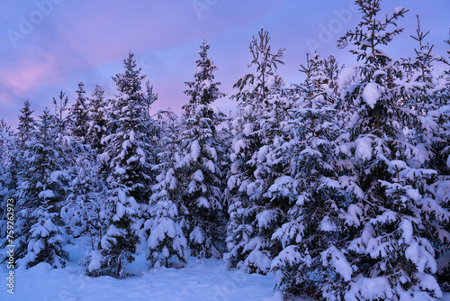 Snowy spruce trees in a sapling stage commercial forest on a winter evening in rural Estonia, Northern Europe	