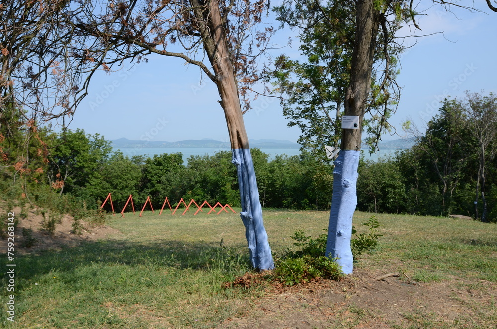 Fototapeta premium prepared trees in a meadow