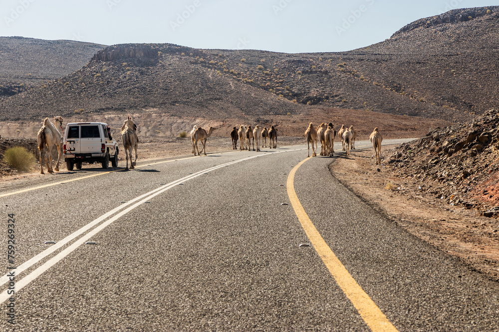 Camels on a road 8788 to Wadi Disah, Saudi Arabia - obrazy, fototapety, plakaty 