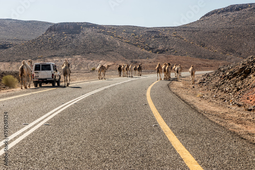 Camels on a road 8788 to Wadi Disah, Saudi Arabia © Matyas Rehak