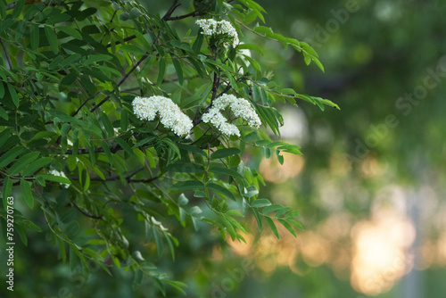 Lush Rowan branch with white flowers on a late spring evening in Estonia, Northern Europe