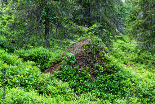 A large pine-needle ant hill in the middle of lush old-growth forest in Valtavaara near Kuusamo, Northern Finland photo