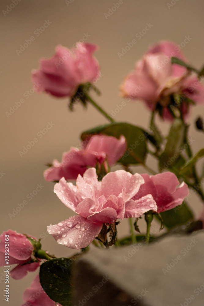 Rosa en la lluvia