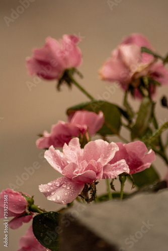 Rosa en la lluvia