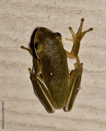 American Green Tree Frog (Dryophytes cinereus) or Hyla Cinerea hunting for insects on a wall exterior in a residential area of Houston, TX USA. photo