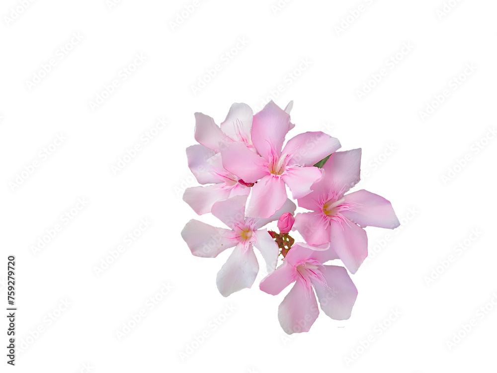 beautiful pink oleander also known in india as karen or karan spring flower texture design for nature,religious,art,card,web concept,cut out in transparent background,png format beautiful pink oleander also known in india as karen or karan spring flower texture design for nature,religious,art,card,web concept,cut out in transparent background,png format