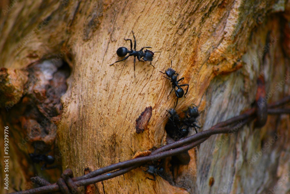 Hormigas incansables trabajadoras,con mucha fuerza mueven grandes hojas. - obrazy, fototapety, plakaty 