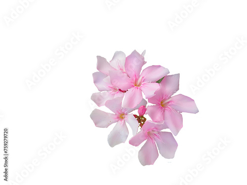 beautiful pink oleander also known in india as karen or karan spring flower texture design for nature,religious,art,card,web concept,cut out in transparent background,png format photo