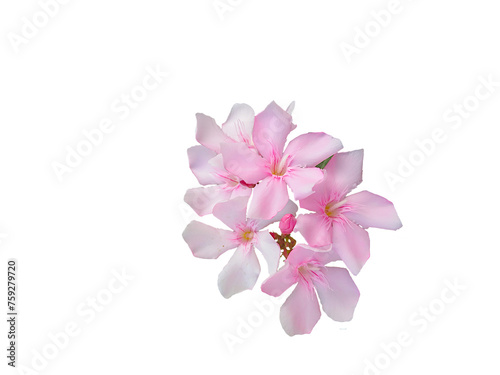 beautiful pink oleander also known in india as karen or karan spring flower texture design for nature,religious,art,card,web concept,cut out in transparent background,png format