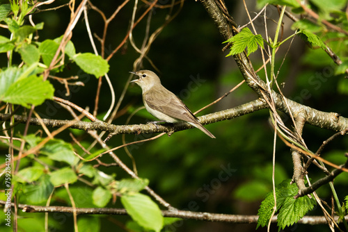 Garden warbler singing in a lush bush on a summer morning in Estonia, Northern Europe