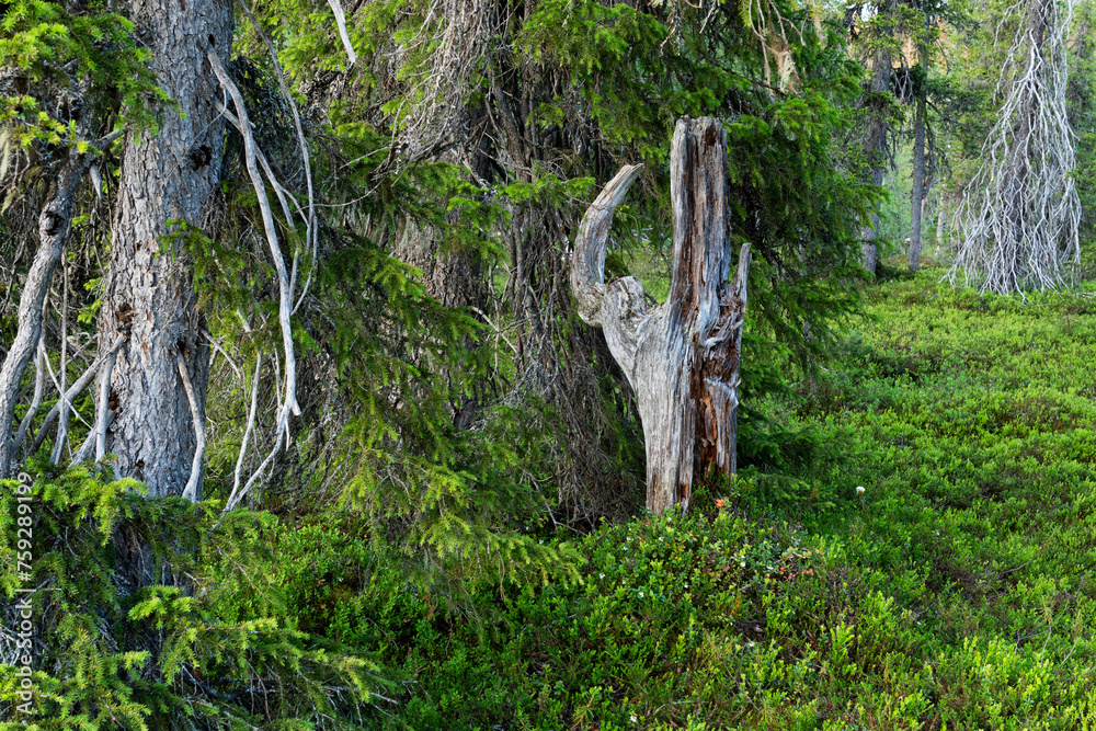An intimate landscape of old-growth forest in summery Riisitunturi National Park, Northern Finland An intimate landscape of old-growth forest in summery Riisitunturi National Park, Northern Finland