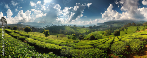 A scenic panoramic view of a tea plantation on a sunny day