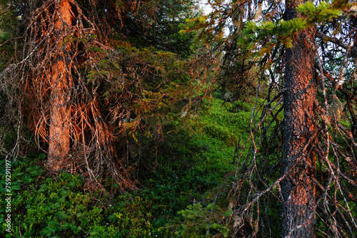 An intimate landscape of old-growth forest in summery Riisitunturi National Park, Northern Finland