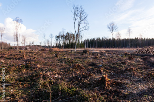 A muddy clear-cut area on a spring evening in rural Estonia, Northern Europe