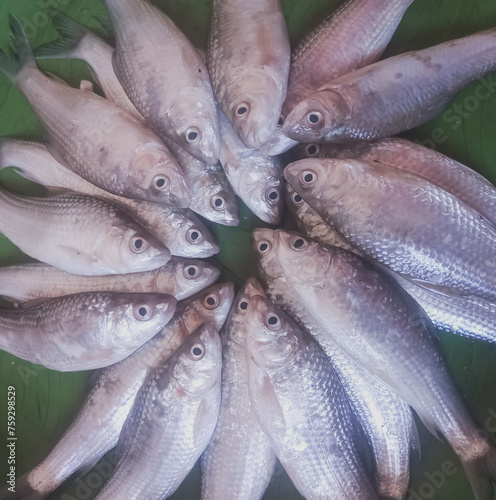 Siamese mud carp fish - 