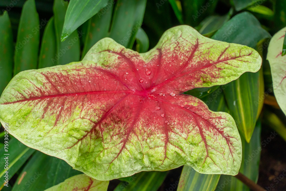 Caladium plant in the Gage Park Tropical Greenhouse. Lush greenery and vibrant floral blooming. Tropical House with exotic plants. Botanical gem located in Hamilton, Ontario, Canada.