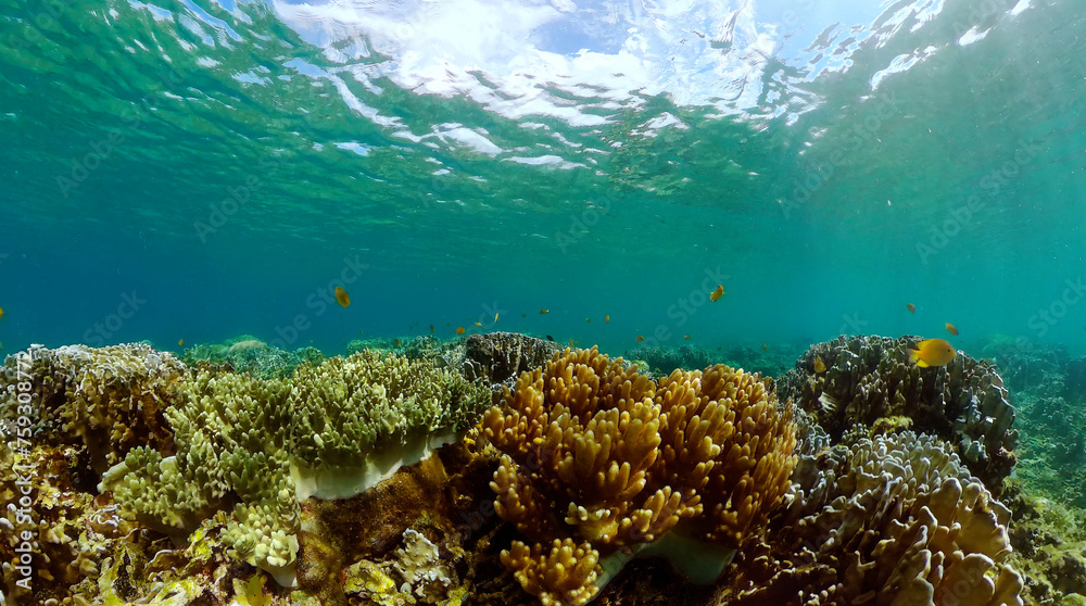Fototapeta premium Coral reef ecosystem. Underwater world scenery of colorful fish and corals.