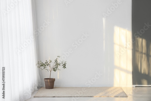 Interior of room with plant and light curtain
