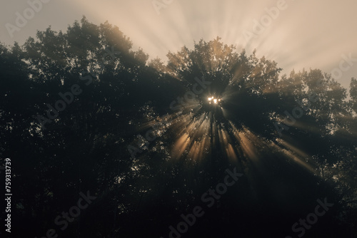 The rays of the dawn sun break through the trees photo