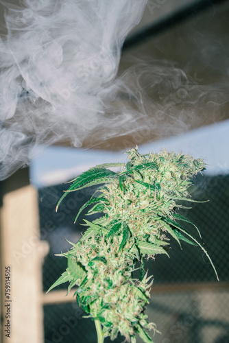 Weed and smoke photo