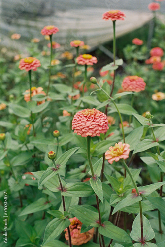 field of zinnia 