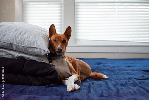 A basenji laying on pillows on a bed photo