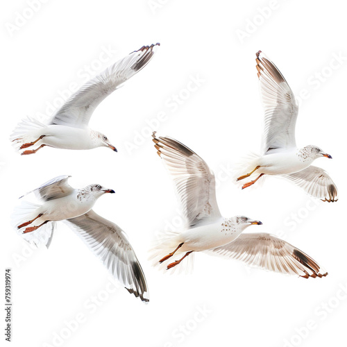 seagulls isolated on white transparent background