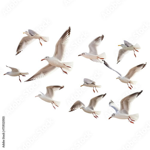 Flock of seagulls flying on white transparent background