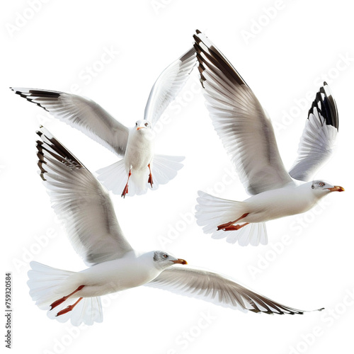 seagull in flight on white transparent background